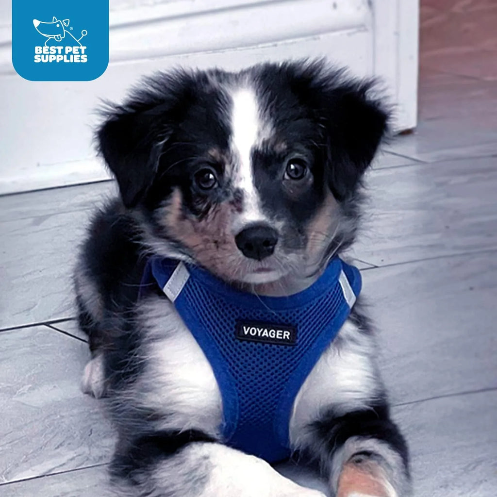 Step-In Air Mesh Dog Harness by Best Pet Supplies